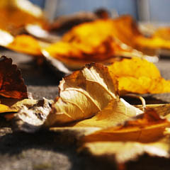 在线短信云呼网